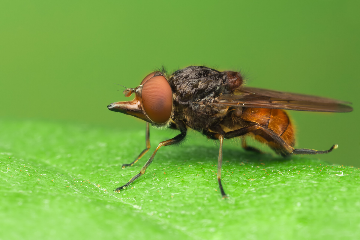 Hoverfly - Rhingia campestris